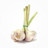 Knoblauch frisch