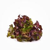 Salat rot