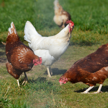 Demeter Eier 10 Stück