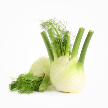 Fenchel