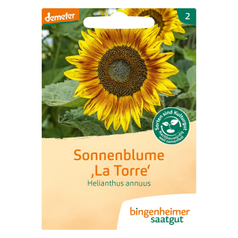 Saatgut Sonnenblume La Torre
