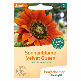 Saatgut Sonnenblume Velvet Queen
